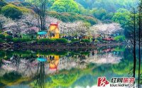长沙:还原古代清明 省植物园汉服游园会即将提前结束报名