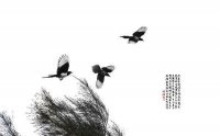 龙门县衣芷沅兮汉服社聚会通知