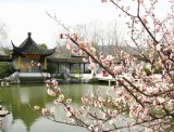 十里梅花香雪海--3月8日杭州超山汉服外拍活动