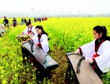 万亩油菜花园内学生着汉服弹古筝引游客驻足