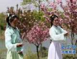 河南大学生着汉服种樱花 舞“礼仪之邦”