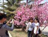 4月20日兰州桃花节开幕 将举办汉服礼仪展示等多项文化活动