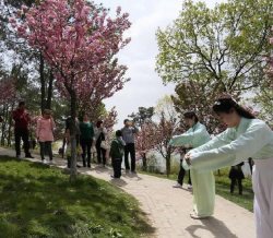 汉学社女生着汉服种樱花 起舞翩若惊鸿