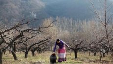 女摄影师终南山归隐梦：穿汉服住桃林亲手种菜