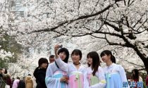 南京林业大学樱花节开幕 汉服女子团出游