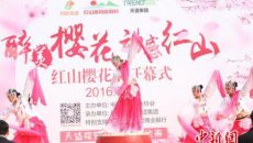 首届中国红山樱花文化节开幕 着汉服美女邂逅樱花飘逸非凡