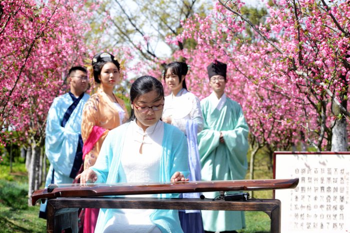 一位国学爱好者在花下弹奏古琴。