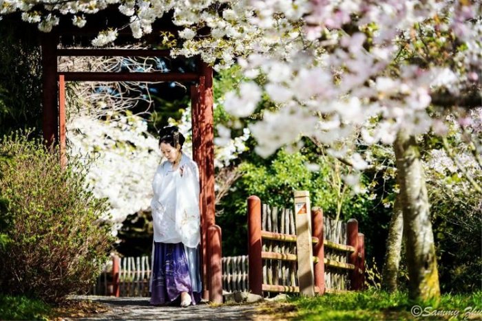 【汉服美图】与樱共舞-图片7