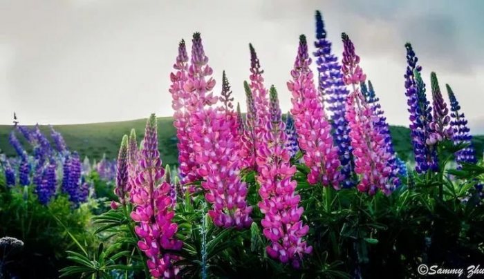 她的美是纯净的