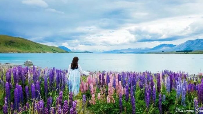 鲁冰盛开,万紫千红