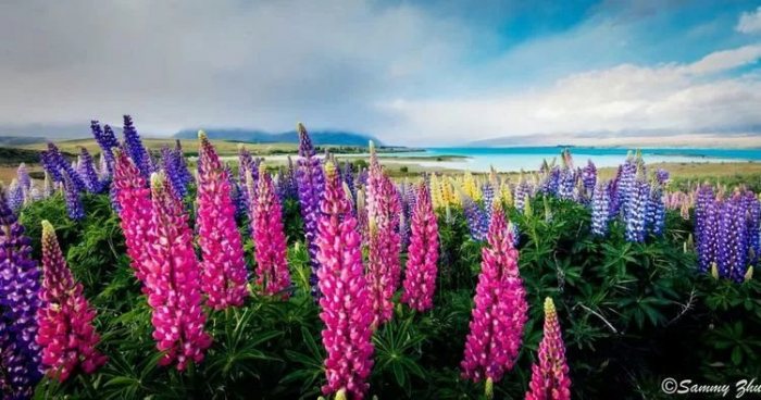 【汉服美图】鲁冰花盛开的地方-图片11