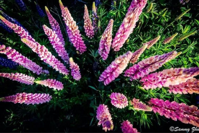 【汉服美图】鲁冰花盛开的地方-图片25