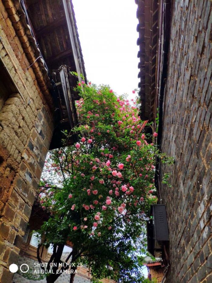 带着汉服去丽江-图片12