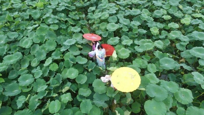 美爆了!邛崃高埂上演“荷花仙子”汉服秀-图片4