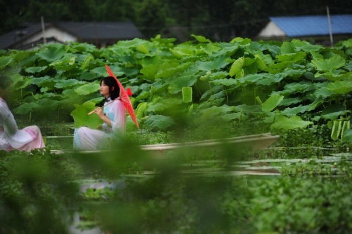 美爆了!邛崃高埂上演“荷花仙子”汉服秀-图片3