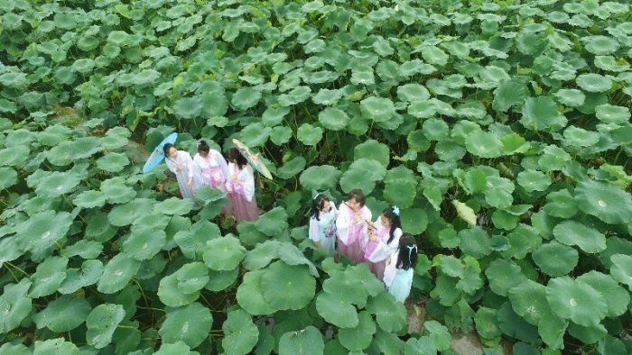 美爆了!邛崃高埂上演“荷花仙子”汉服秀-图片5