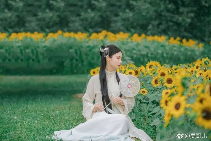 奥森的向日葵-图片6