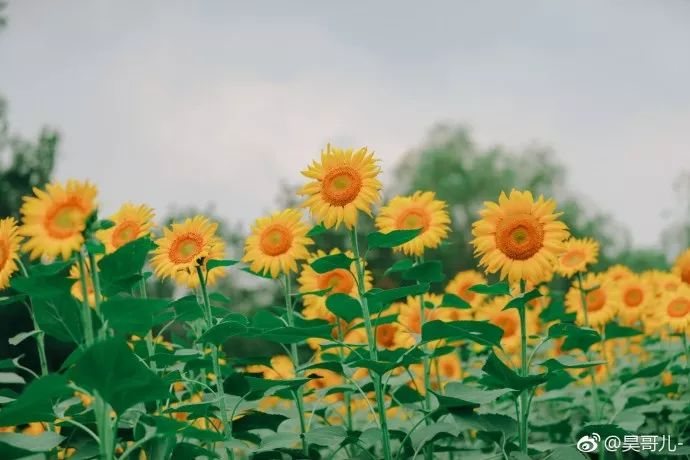 恰待葵花开， 又早蜂儿闹， 高枕上梦随蝶去。