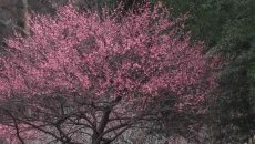 【汉服美景】南枝有花