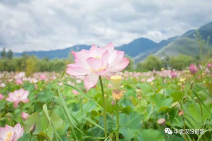 图片动态:【大理华裳古风摄影】怎么在夏天拍出好看的汉服组?
-图片8